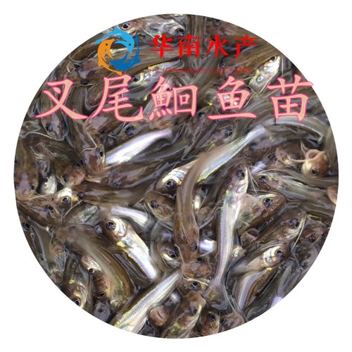 美国斑点叉尾鱼苗