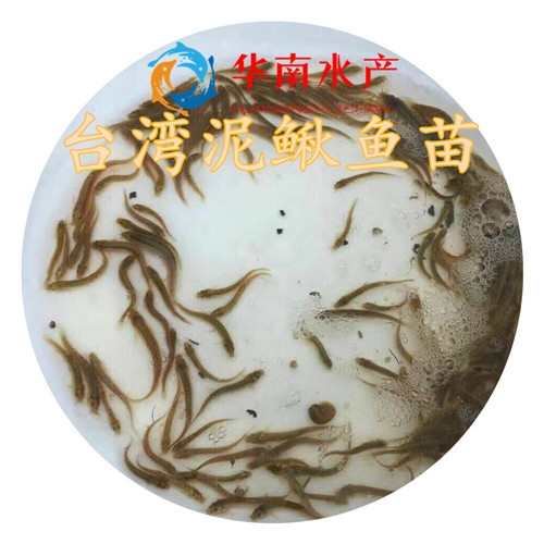 泥鳅鱼苗
