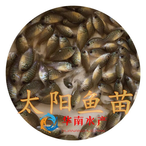 太阳鱼苗